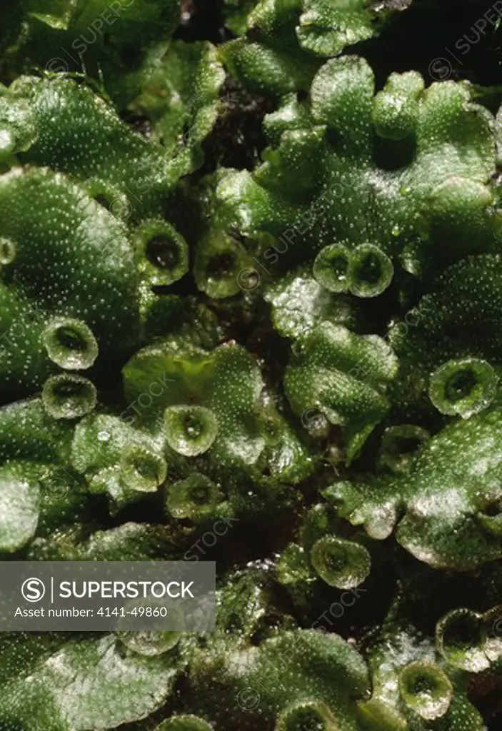 liverwort thallus, marchantia polymorpha, showing gemma (spore) cups 