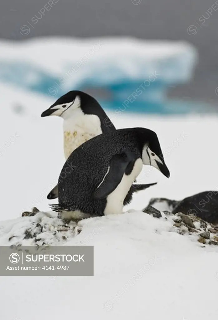 chinstrap penguins nesting in late season snow, pygoscelis antarcticus; antarctica