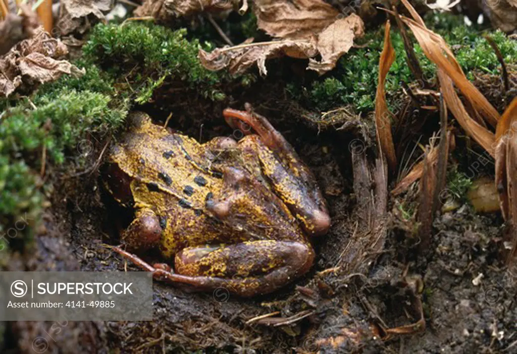 common frog hibernating, rana temporaria, gwent, southern wales 