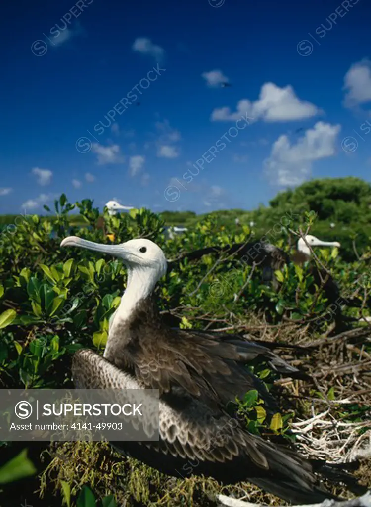 magnificent frigatebird at nest, fregata magnificens, (immature) in mangrove bush, west indies 