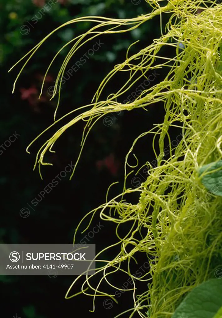 dodder parasitic plant, cuscuta sp., west indies 