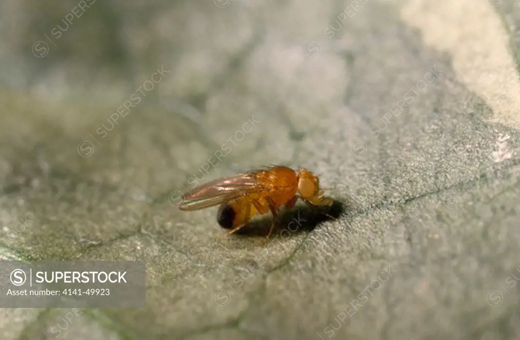 fruit fly male, drosophila melanogaster, genetic variant - white eyed 