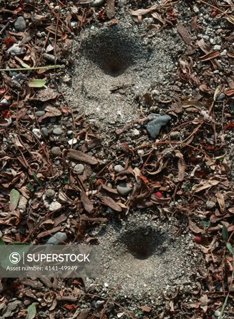 antlion pits, seen from above costa rica,, central america, antlion is myrmeleon sp. 