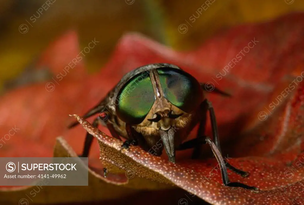 horsefly head detail, showing compound eyes, costa rica, central america 