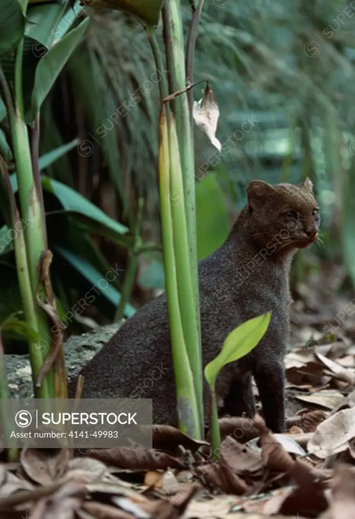 jaguarundi, felis yagouroundi, belize, central america, endangered species 