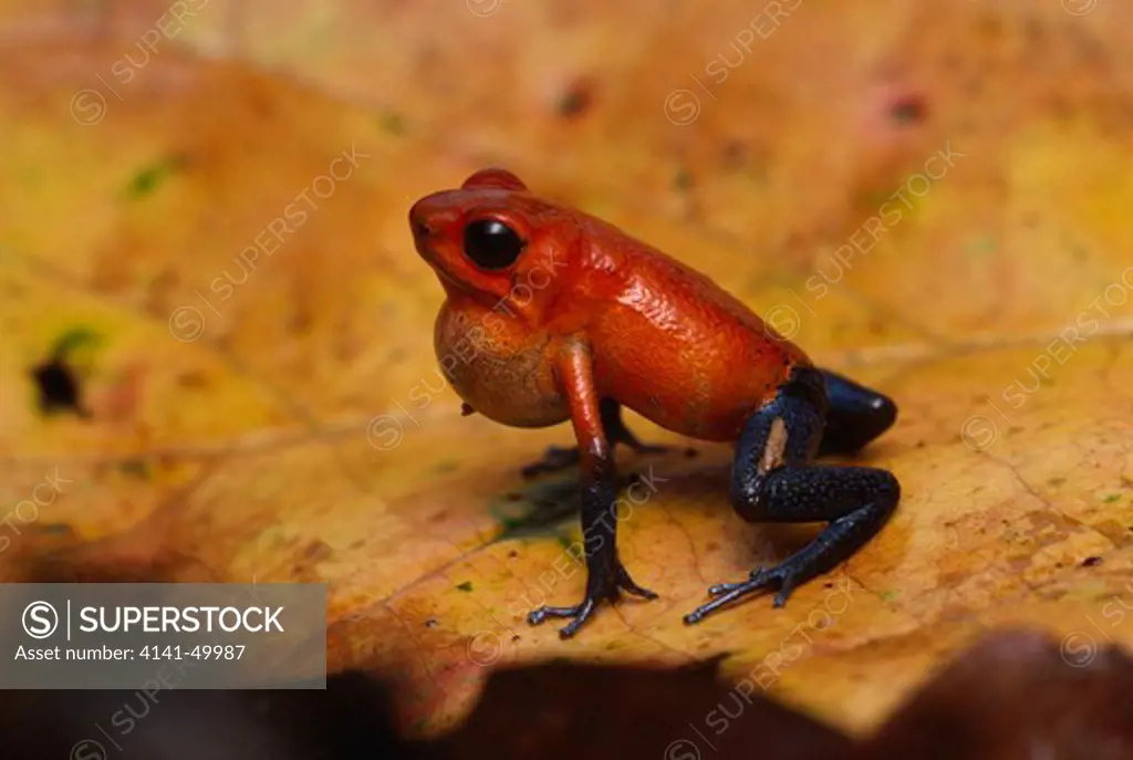 strawberry poison frog calling, dendrobates pumilio, to establish territory, costa rica, central america 