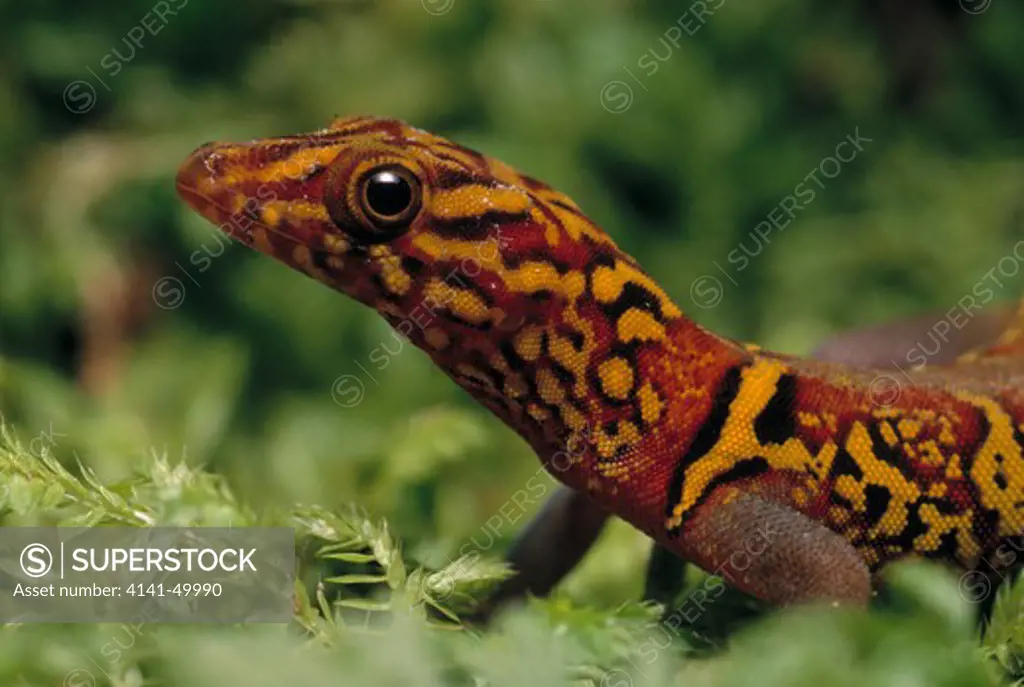 gecko male, gonatodes ceciliae, trinidad, west indies 