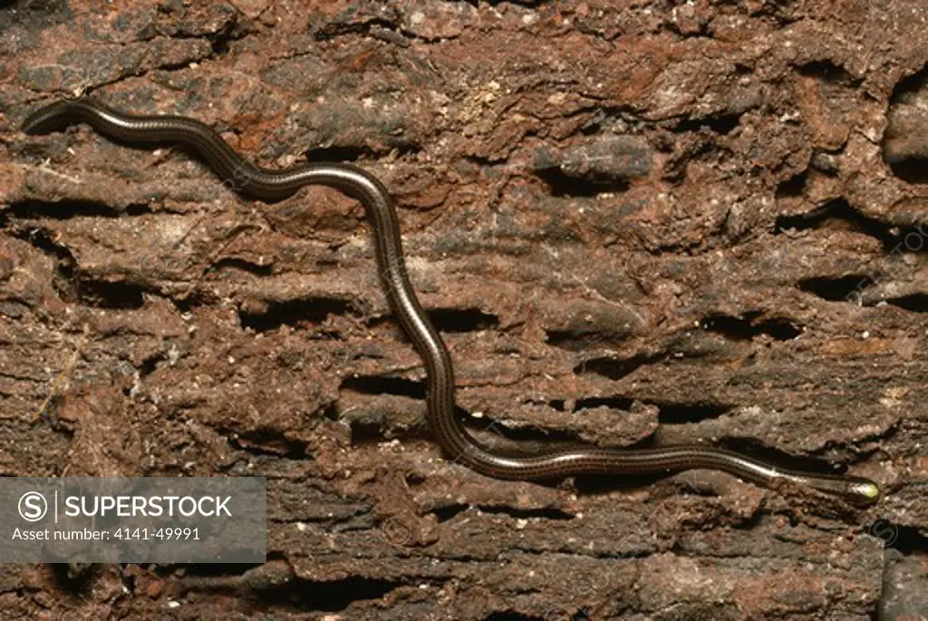 yellow-headed worm snake, leptotyphlops tenella, or thread snake, under bark, trinidad, west indies 