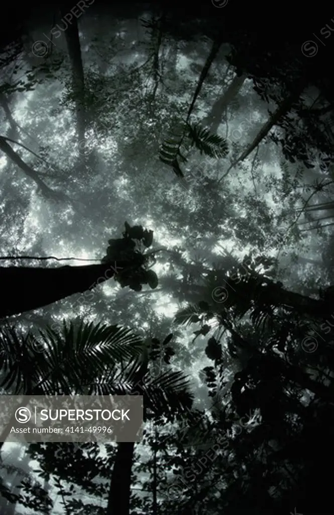 tropical rainforest, morning view upwards into misty canopy., venezuela, south america 