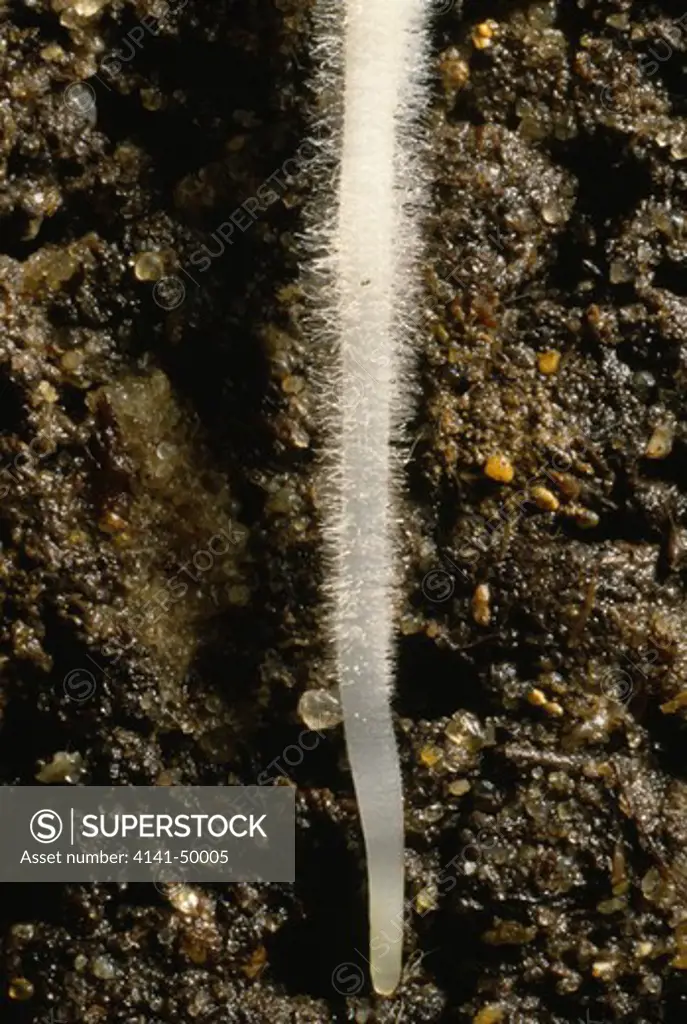hyacinth root in the ground,, showing root hairs 