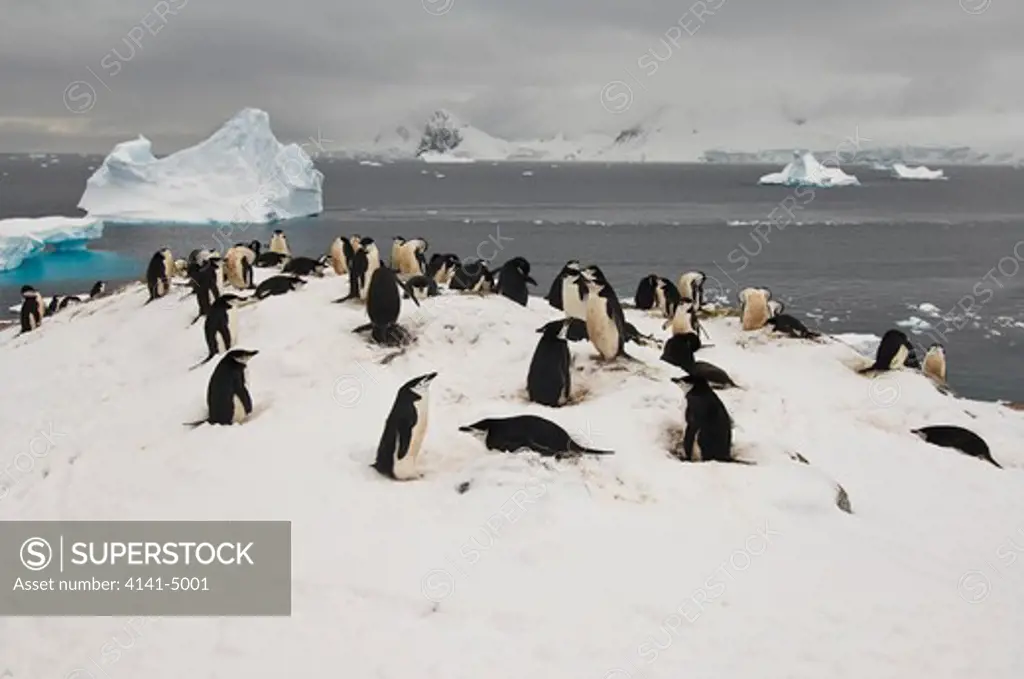 chinstrap penguins nesting in late season snow, pygoscelis antarcticus; orne island, antarctica