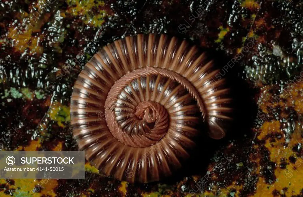 millipede, curled up in defence, costa rica 