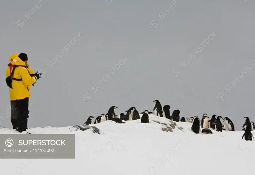 eco-tourists visiting a chinstrap penguin colony; orne island, antarctica