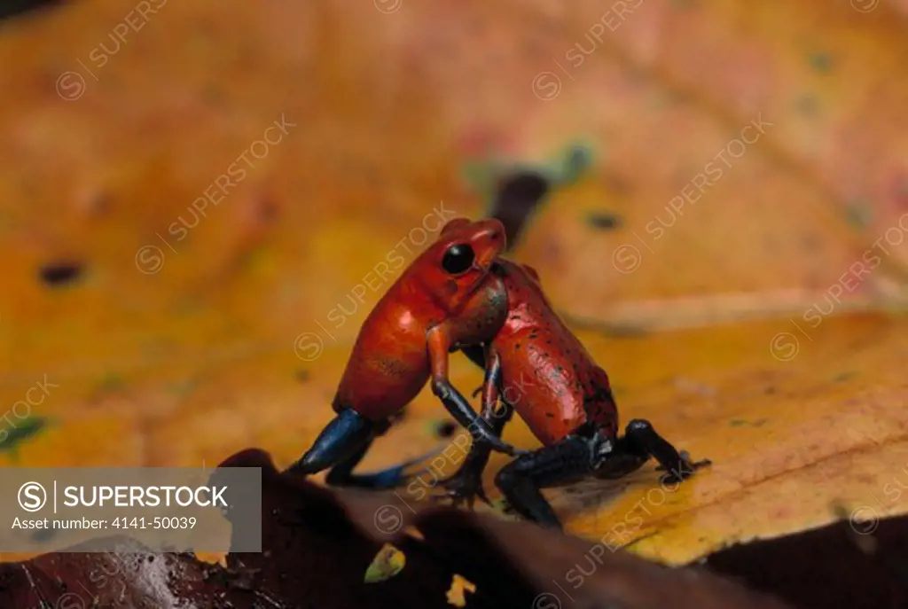 strawberry poison frog, dendrobates pumilio, two disputing territory, costa rica, central america >> 