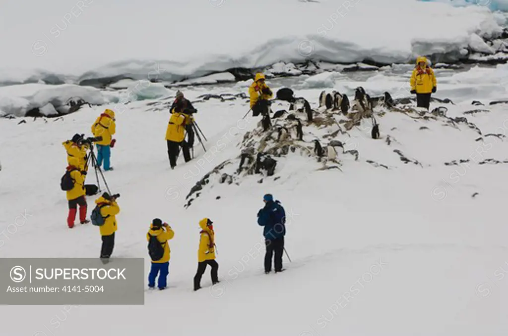 eco-tourists visiting a chinstrap penguin colony; orne island, antarctica