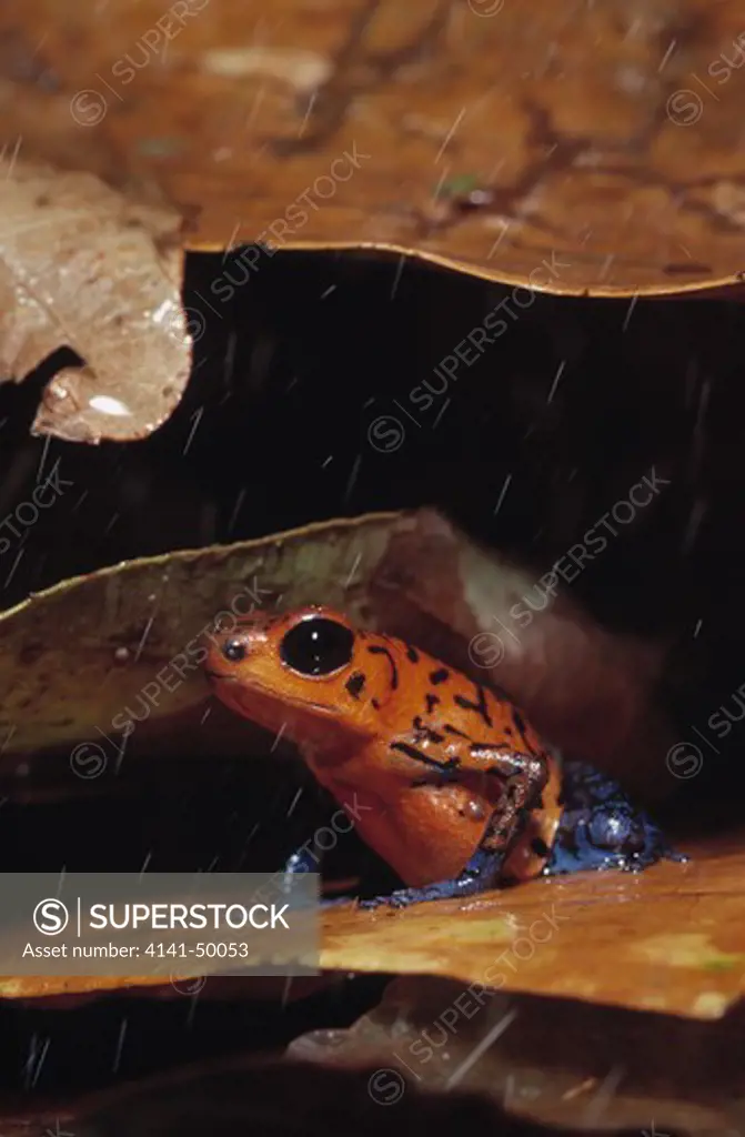 strawberry poison frog, dendrobates pumilio, sheltering from rain under leaf, costa rica 
