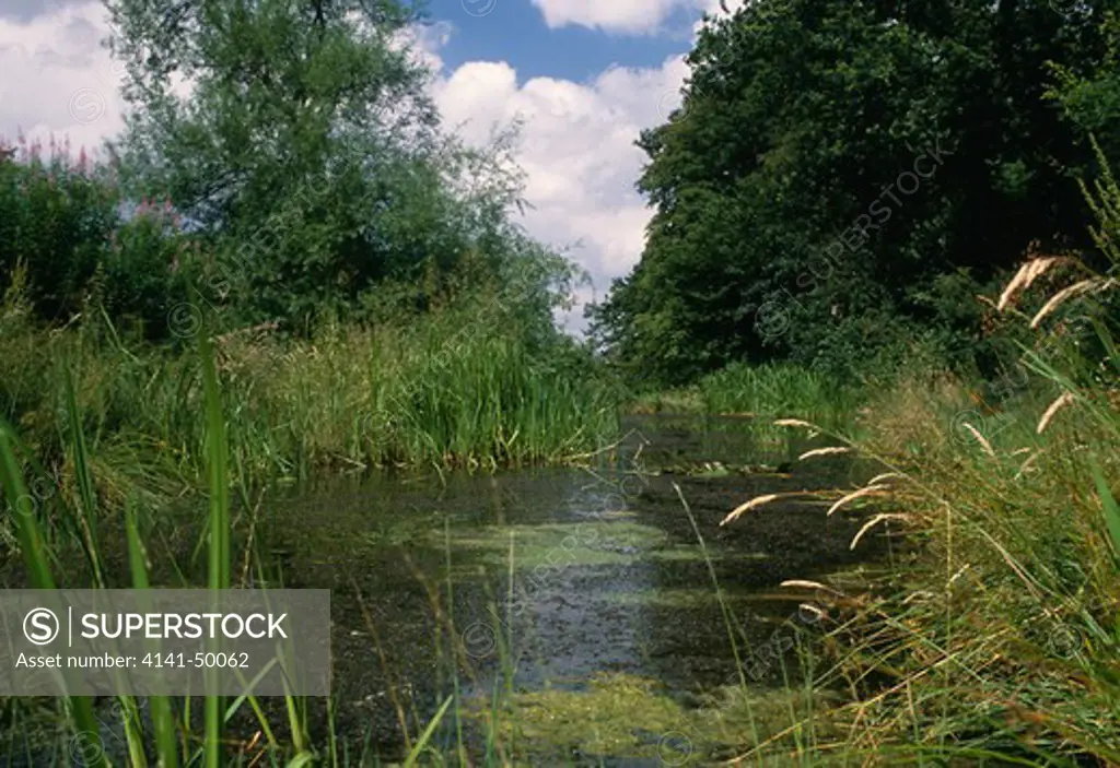 pond with algae, hampstead heath, london nw3, england 