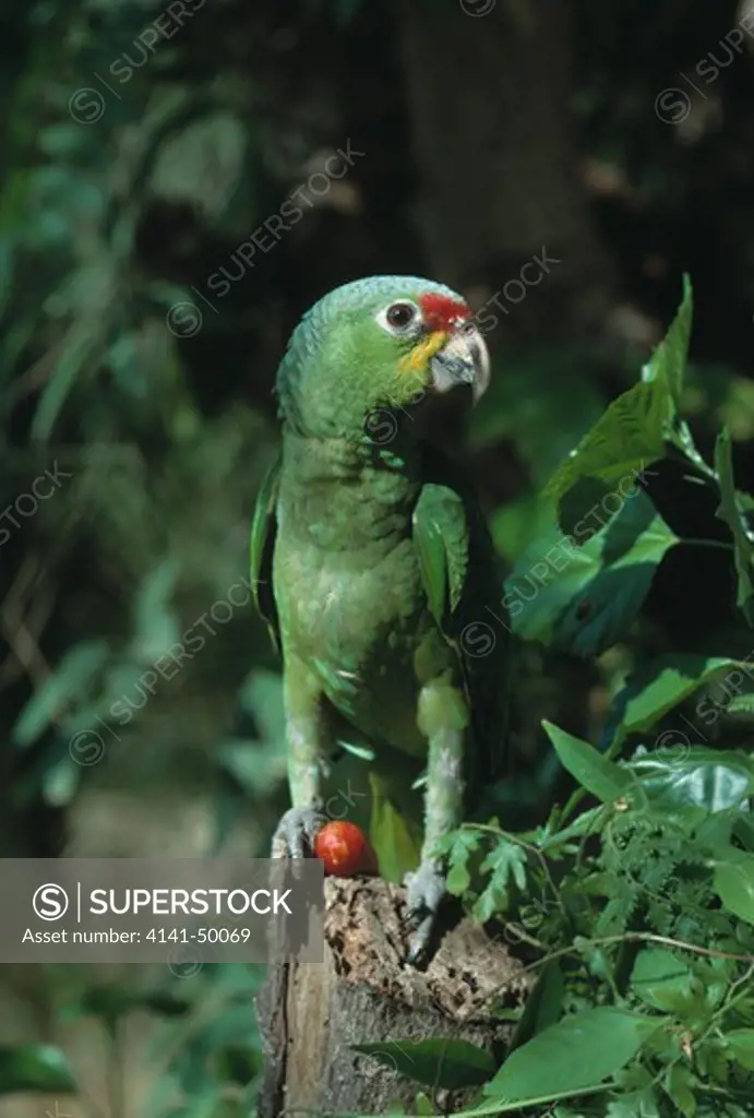 red-lored or salvin's amazon parrot, amazona autumnalis, costa rica, central america 