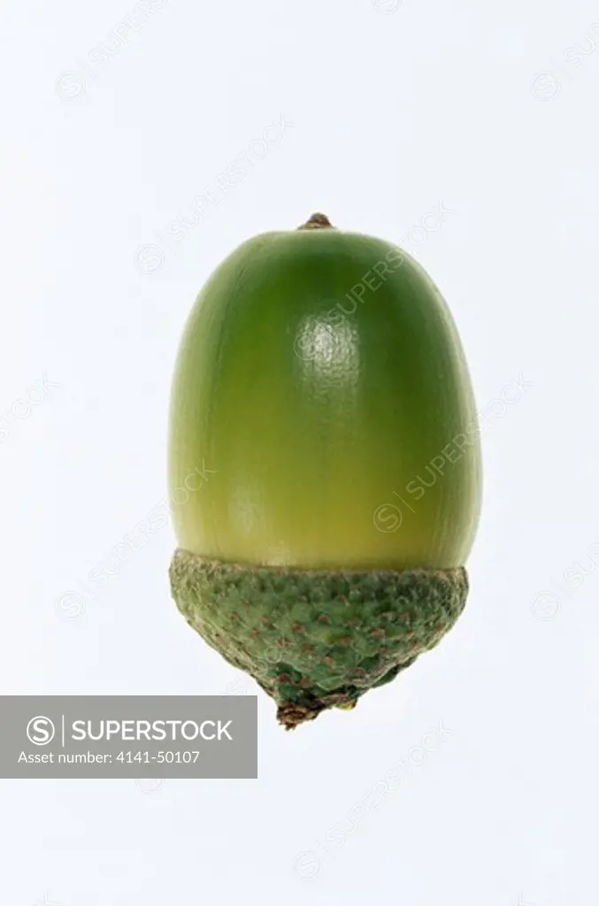acorn (nut) of english oak, quercus robur, or pedunculate oak scotland 