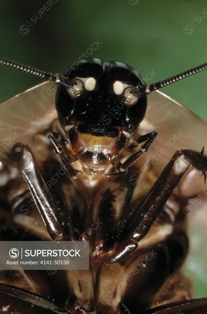 giant cockroach, blabetus giganteus, costa rica, central america 