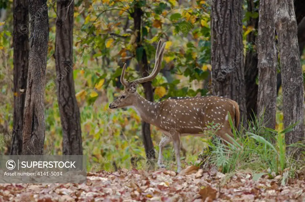 spotted deer, or chital deer (axis deer); axis axis; kanha national park, india