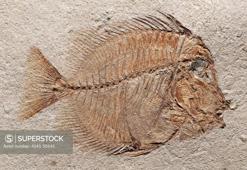 straight-headed unicorn fish, naso rectifrons, fossil of upper eocene italy, length 8cm family acanthuridae 