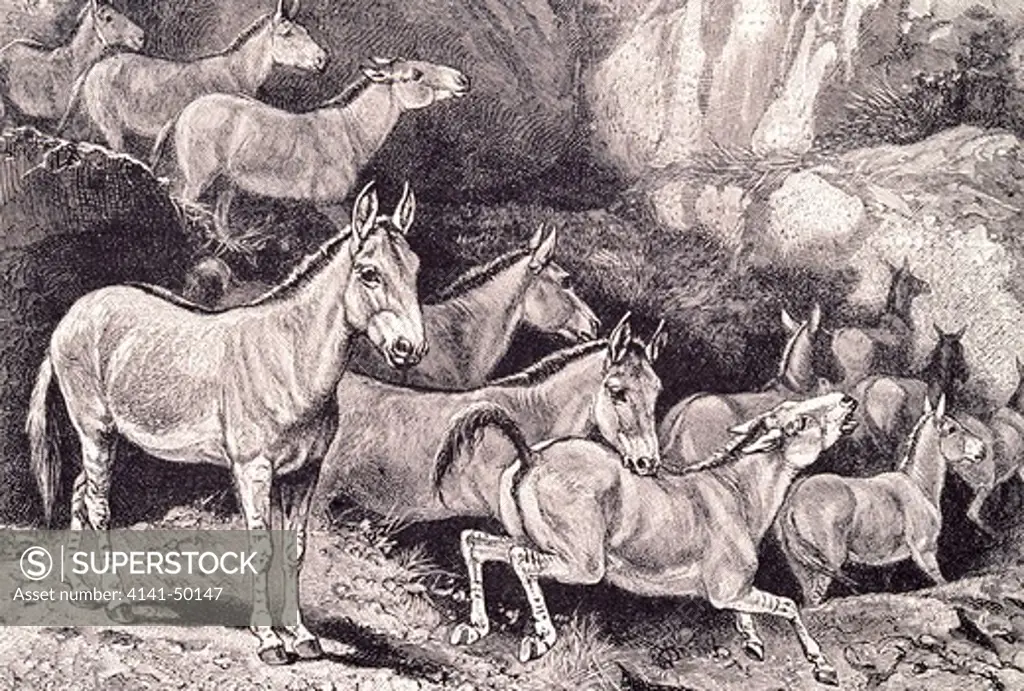 middle east wild ass, equus hemionus hemippus, extinct in 1928., bookplate, published in 1894. 