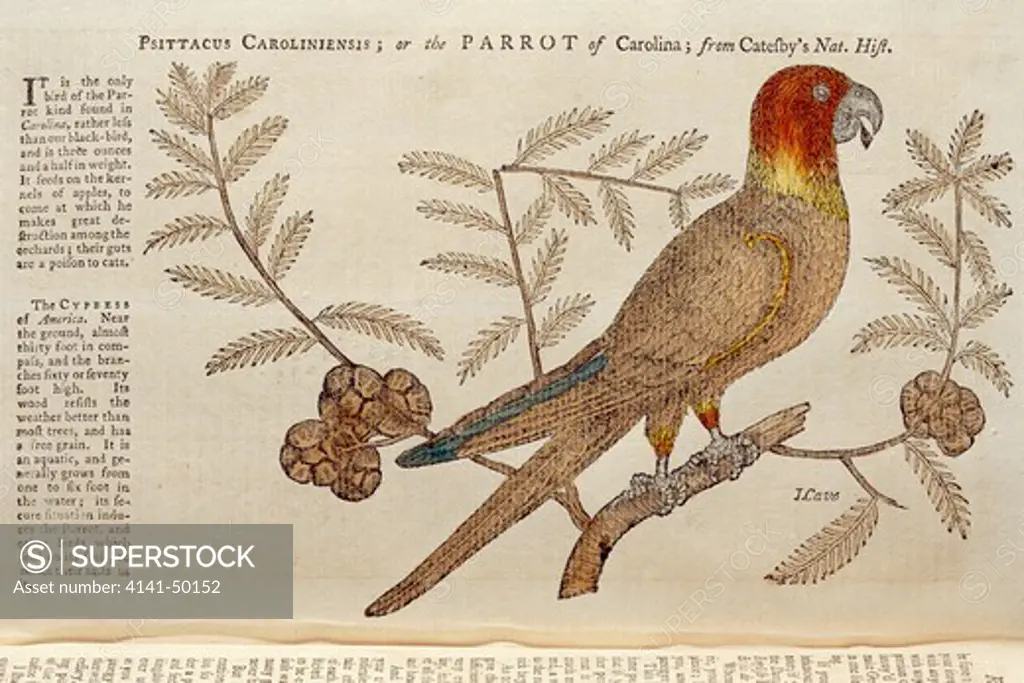carolina parakeet or conure, conuropsis carolinensis, became extinct in 1914., bookplate of 1752 after mark catesby 