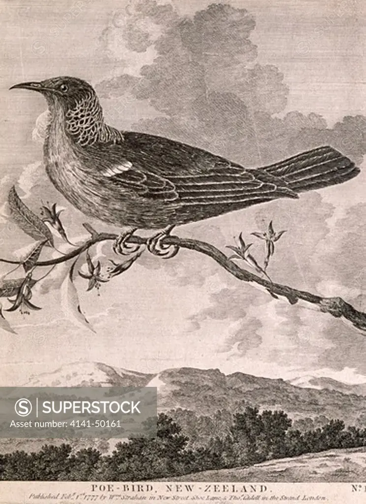 tui or honeyeater, prosthemadera novaeseelandiae, from voyages of cpt. j. cook, , printed in 1777 