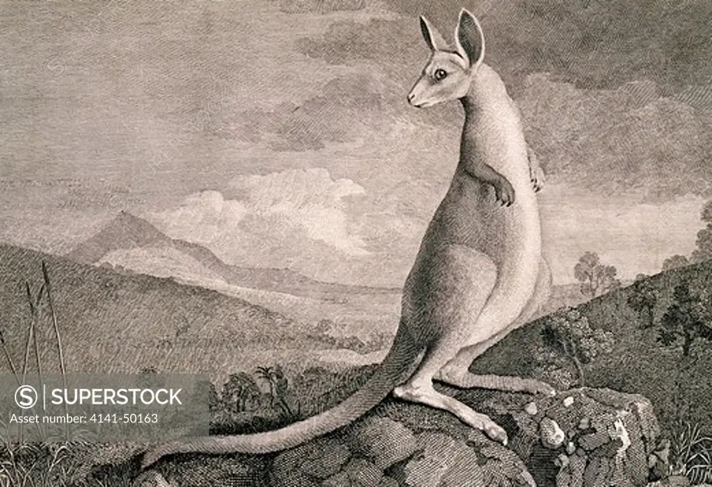 kangaroo, australia., voyages of cpt. j. cook ,, printed in 1777 