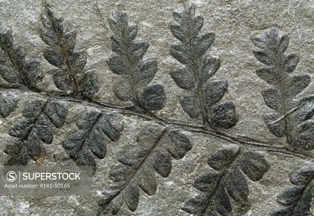 fossil fern frond, mariopteris nervosa, 270-300 million years old 