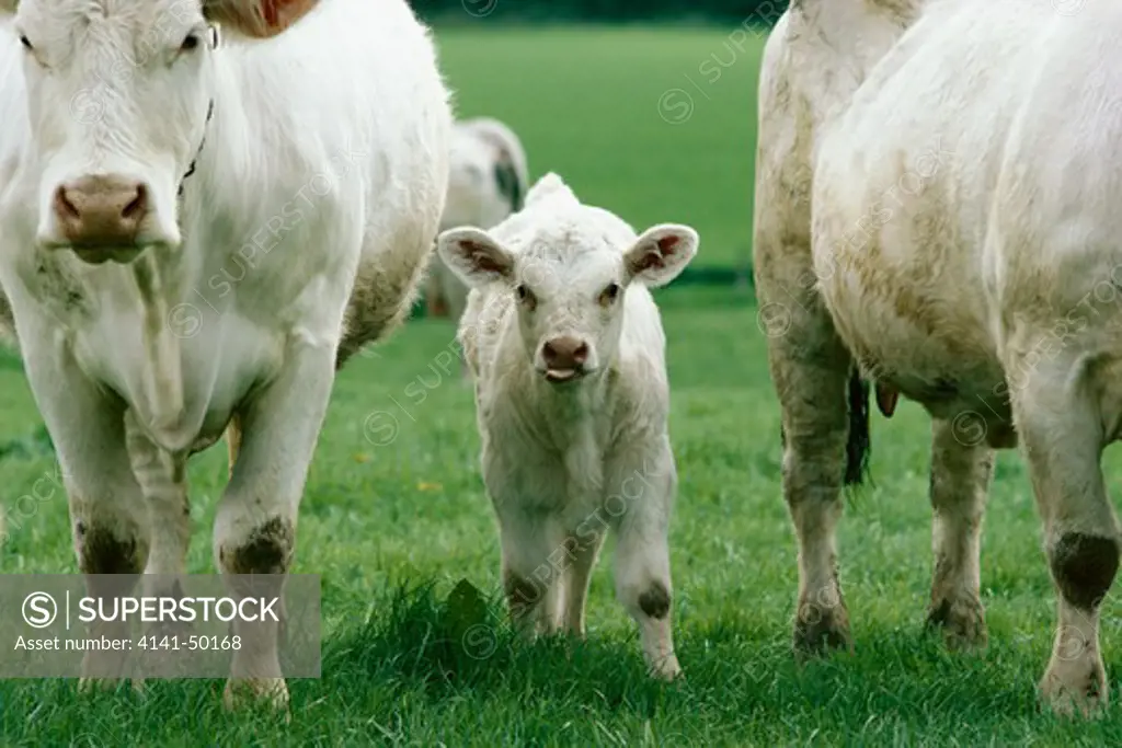 charolais cattle, calf between two cows, england 