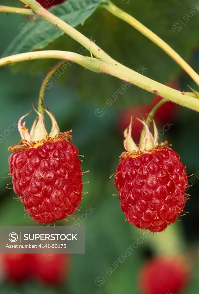 raspberry glen moy , rubus idaeus, ripe fruits on cane scotland 