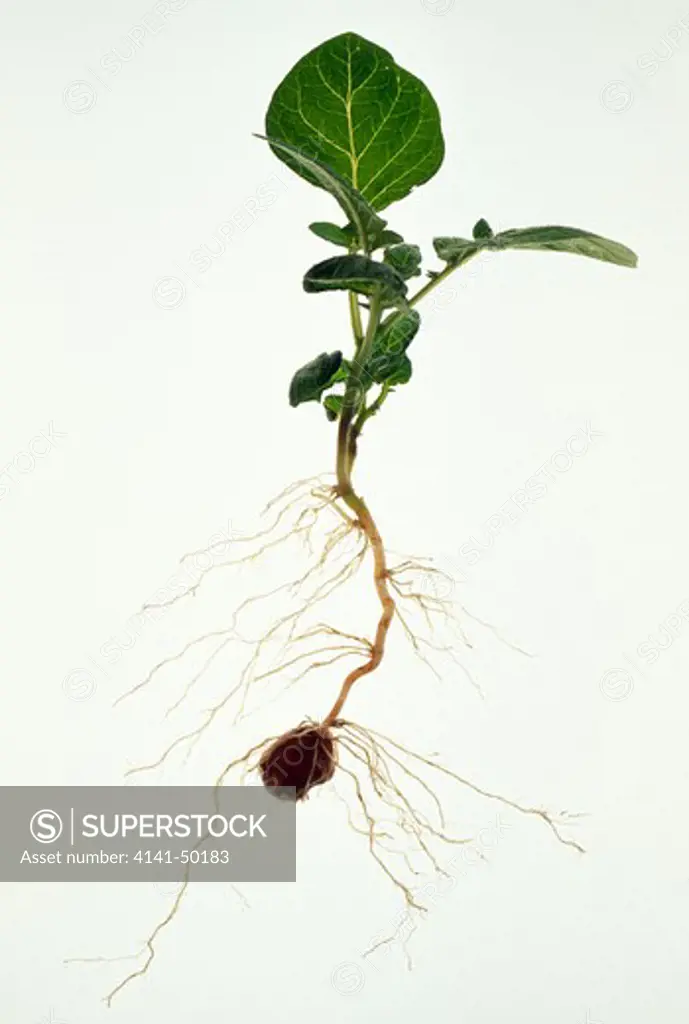 potato tuber & shoot, solanum tuberosum, variety romana 