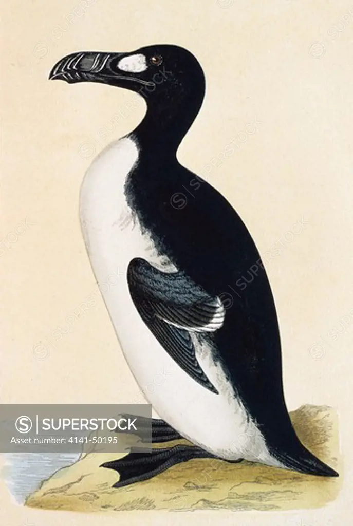 great auk (extinct 1844), pinguinus impennis, coloured bookplate from 1850s 