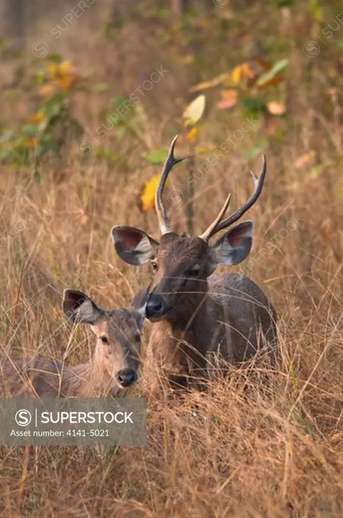 sambar deer, cervus unicolor; kanha national park, india