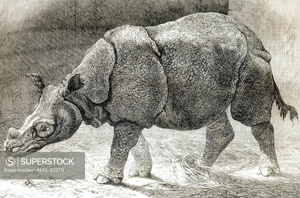 javan rhinoceros, bookplate, published in 1874. 
