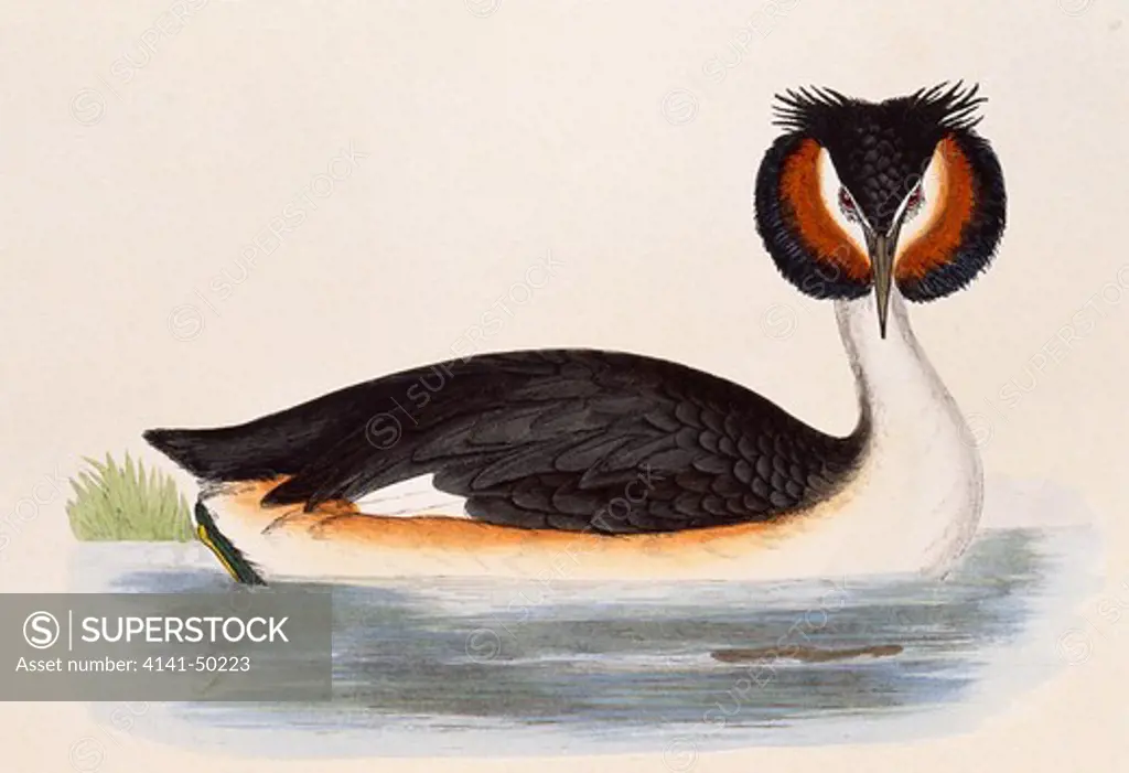 great crested grebe, podiceps cristatus, in breeding plumage, bookplate published in 1866 