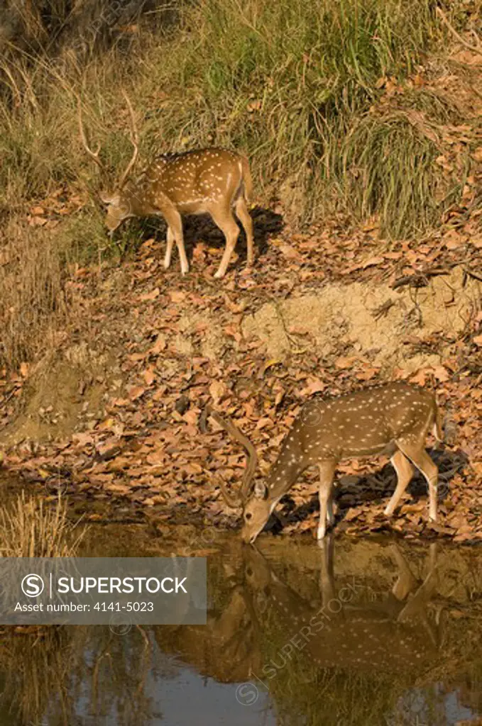 spotted deer, or chital deer (axis deer); axis axis; kanha national park, india