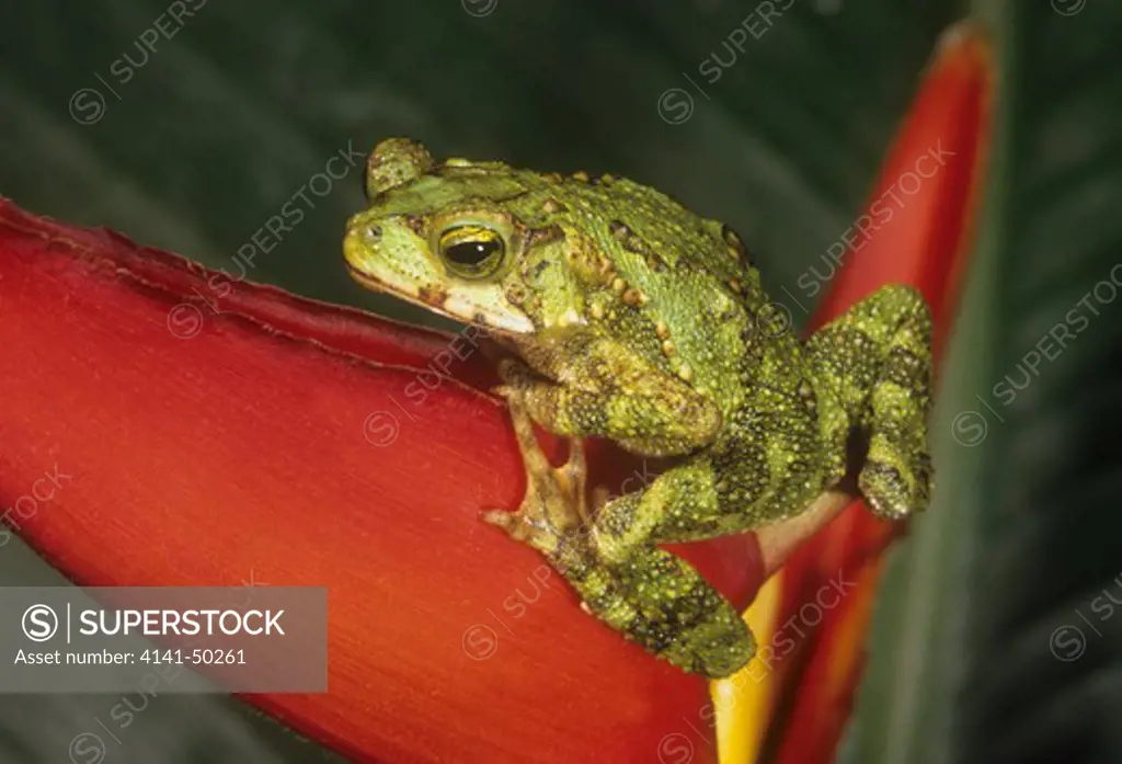 green tree-climbing toad (bufo coniferous) in costa rica, seen here climbing on a heliconia plant one of the few toads that climbs up into trees. date: 16.12.2008 ref: zb993_126351_0005 compulsory credit: nhpa/photoshot
