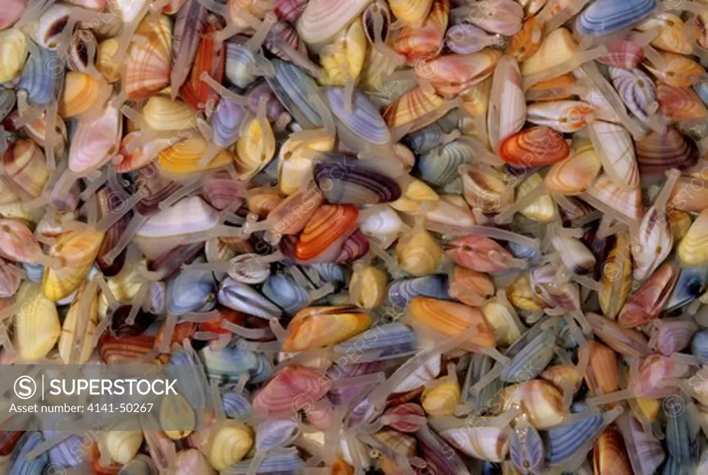 coquina clams (donax variabiles) found in abundance on atlantic and gulf of mexico beaches from new york to texas, usa often wash ashore in masses, as seen here. date: 16.12.2008 ref: zb993_126351_0011 compulsory credit: nhpa/photoshot