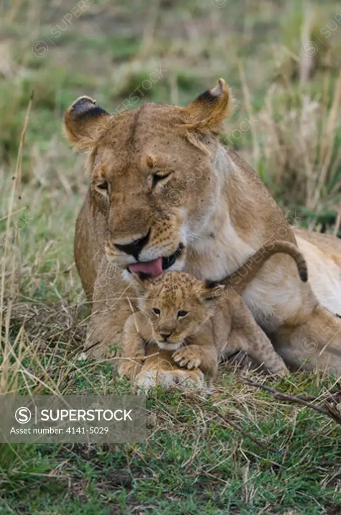 lioness washing her cub; panthera leo; kenya