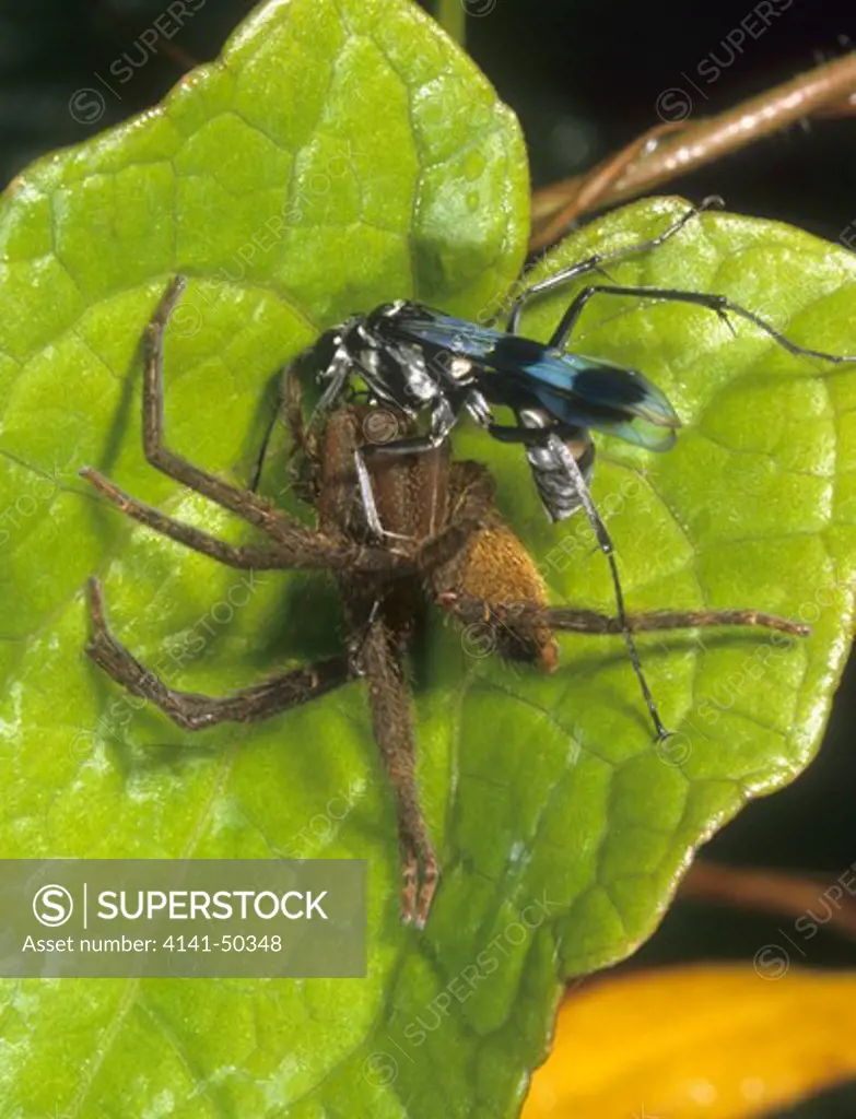 spider wasp subduing a spider seen in rainforest of costa rica, wasp will carry the spider to its nest as food for its young date: 16.12.2008 ref: zb993_126351_0092 compulsory credit: nhpa/photoshot