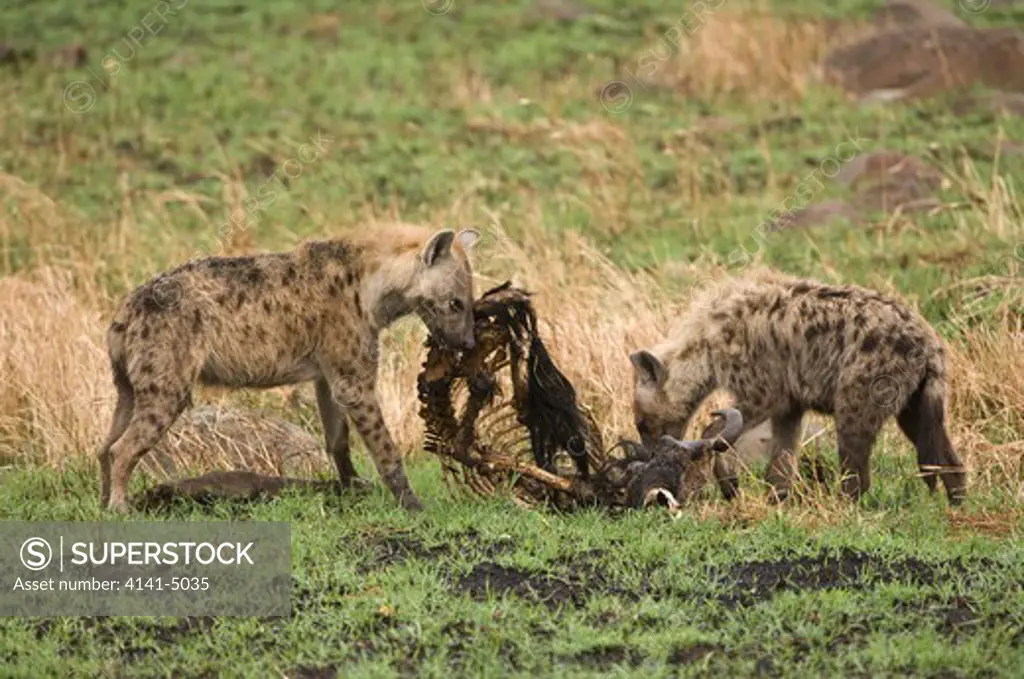 spotted hyaena at wildebeest skeleton, hyaena hyaena; masai mara, kenya.