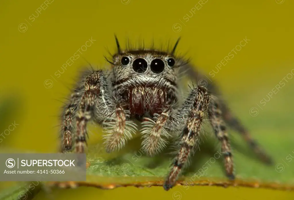 sub-adult jumping spider (phidippus asotus) found southwestern usa and parts of northern mexico after its final moult, its colors are very different date: 16.12.2008 ref: zb993_126351_0110 compulsory credit: nhpa/photoshot