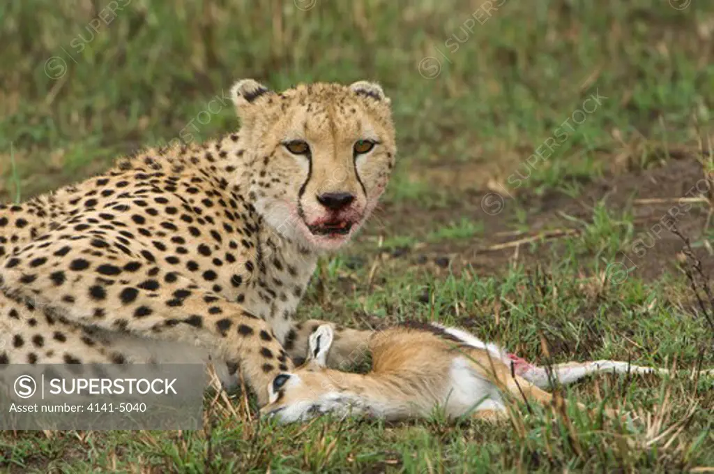 cheetah, acuninyx jubatus; masai mara, kenya; having just killed a young thomson's gazelle.