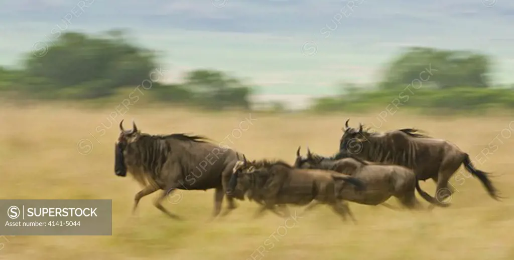 wildebeest running, connochaetes taurius; masai mara, kenya.