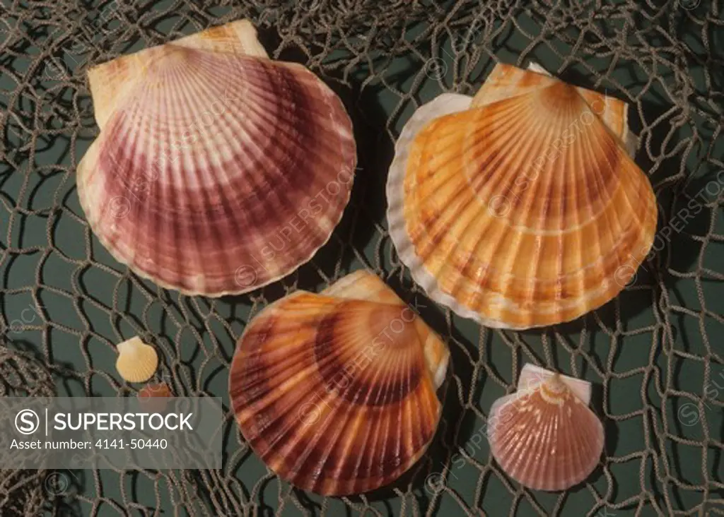 yesso scallop patinopecten caurinus yessoensis northwest pacific waters a major food scallop of japan, china and russia formerly abundant, but now fewer are collected 