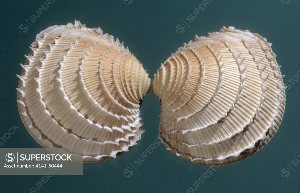 gnidia venus clam chione gnidia eastern pacific western mexico to peru common 