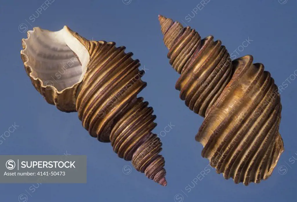 grammatus whelk ancistrolepis grammatus a rare shell from off yesso, japan these are in exceptionally good condition 